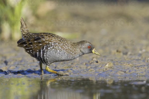 Australian Crake (Porzana fluminea), Victoria, Australia