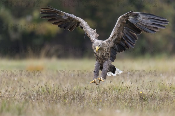 White-tailed Eagle (Haliaeetus albicilla) flying, Kutno, Poland
