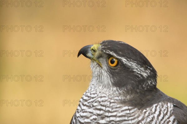 Northern Goshawk (Accipiter gentilis) male, Utrecht, Netherlands