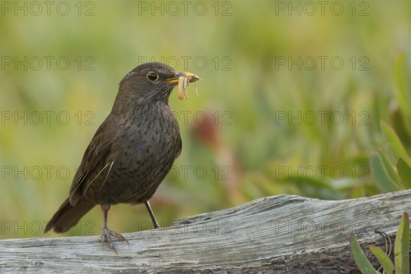 Common Blackbird (Turdus merula) female carrying food in its beak, Corsica, France
