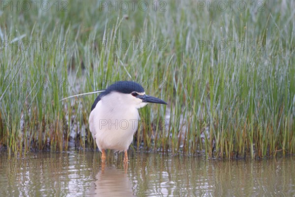 Black-crowned Night Heron (Nycticorax nycticorax), Mallorca, Spain