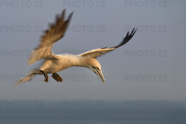 Northern Gannet (Morus bassanus) flying, Schleswig-Holstein, Germany