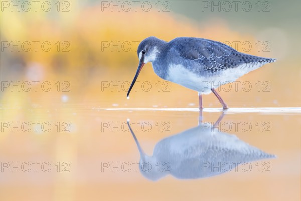 Spotted Redshank (Tringa erythropus) foraging, Groningen, Netherlands