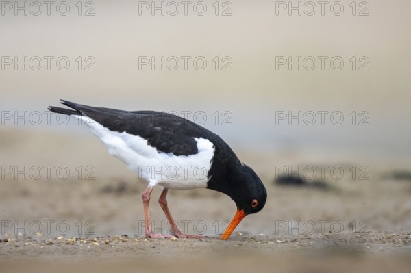 Eurasian Oystercatcher (Haematopus ostralegus) male, North Rhine-Westphalia, Germany