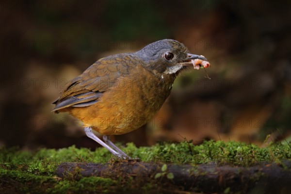 Moustached antpitta, Grallaria alleni, bird family Grallariidae, from Colombia, Ecuador and far northern Peru. Antpitta in the nature tropic forest habitat, San Isidro, Ecuador. Brown bird