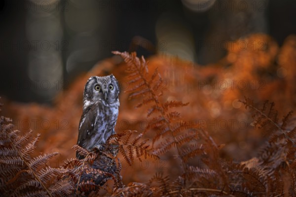 Autumn nature, owol in orange fern growth. Fall forest wildlife. Owl, detail portrait of bird in the nature habitat, Germany. Bird hidden in the orange leaves. Boreal owl with big yellow eyes in the forest