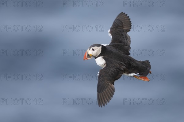 Atlantic Puffin (Fratercula arctica) flying, Iceland