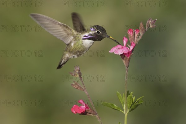 Costa's Hummingbird (Calypte costae) male, California, USA