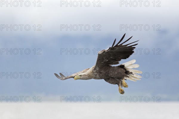 Seeadler; lat. Haliaeetus albicilla; im Anflug von der Seite dicht über der Wasseroberfläche des Romsdalfjord