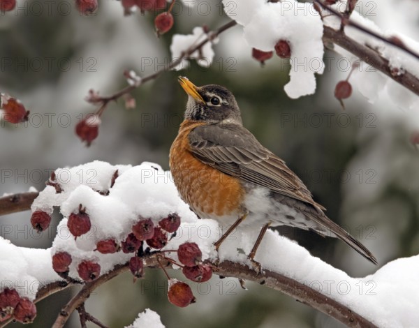 American Robin, Turdus migratorius, perched on a snowy branch in Saskatchewan, Canada