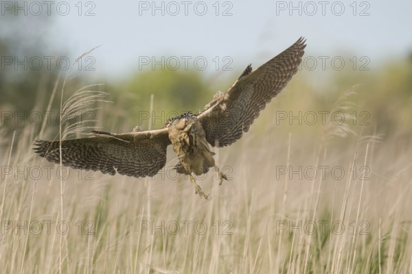 Eurasian Bittern (Botaurus stellaris) female flying, Schleswig-Holstein, Germany