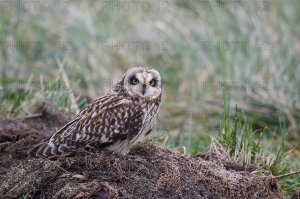 Short-eared Owl (Asio flammeus), Netherlands