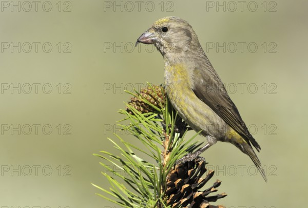 Red Crossbill (Loxia curvirostra) female, Oregon, USA