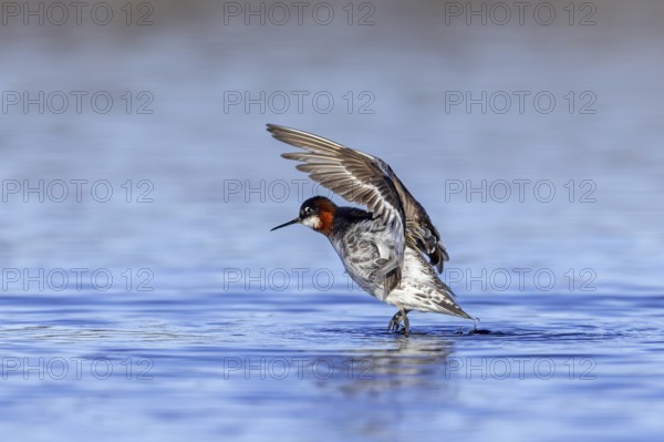 Red-necked phalarope, northern phalarope (Phalaropus lobatus) adult female in breeding plumage flapping wings in pond on tundra in spring, Sweden