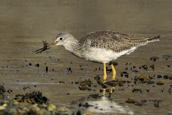 Greater Yellowlegs (Tringa melanoleuca), British Columbia, Canada