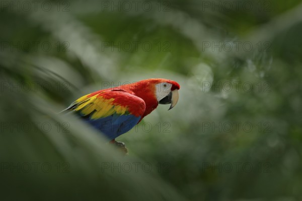 Red parrot in green vegetation. Scarlet Macaw, Ara macao, in dark green tropical forest, Costa Rica, Wildlife scene from tropic nature. Red bird in the forest. Parrot in the green jungle habitat