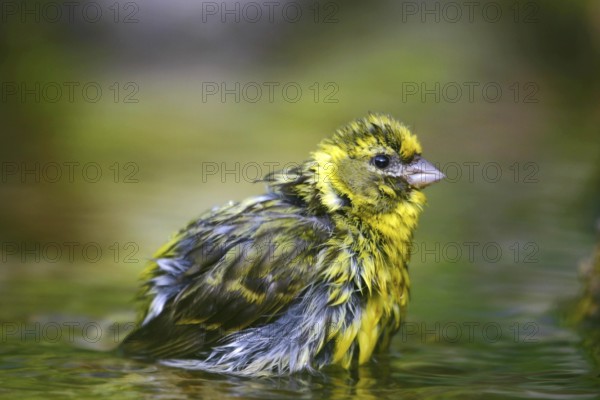 European Serin (Serinus serinus) male bathing at little stream, Mecklenburg-Western Pomerania, Germany