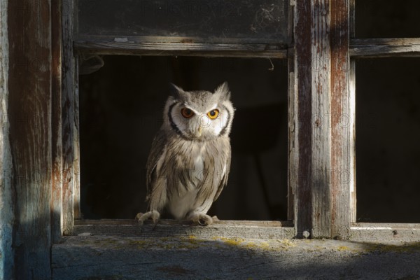 Southern White-faced Owl (Ptilopsis granti) captive, Germany