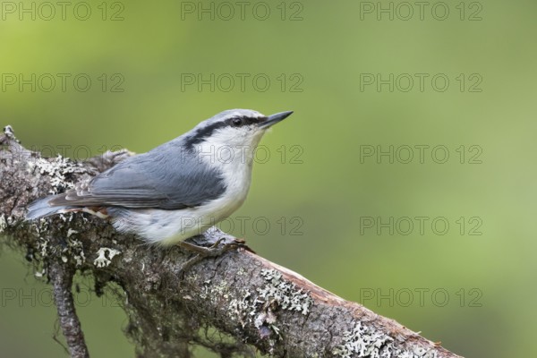 Asian Nuthatch - Kleiber - Sitta europaea ssp. asiatica, Russia (Ural), adult