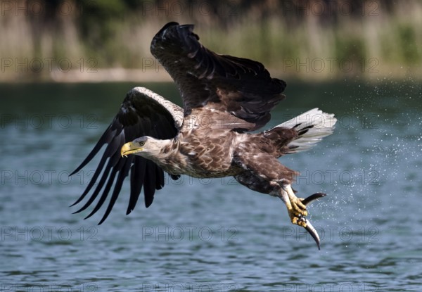 White-tailed Eagle (Haliaeetus albicilla) hunting, Mecklenburg-Western Pomerania, Germany