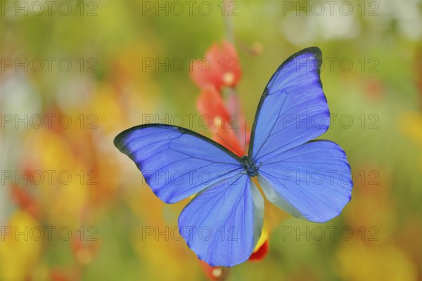 Blue butterfly Morpho didius, the giant blue morpho, sitting on on orange red flowers, Peru. Beautiful butterfly in the tropic forest. Insect in nature green vegetation habitat. Art of nature