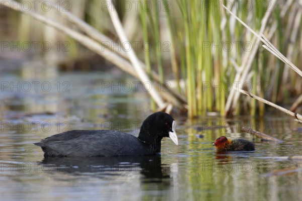 Eurasian Coot (Fulica atra) with chick, Mecklenburg-Western Pomerania, Germany