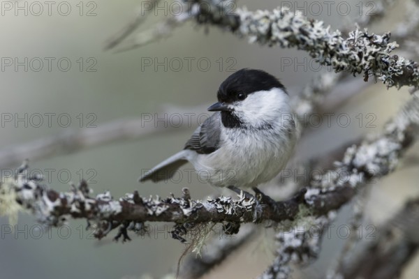 Willow Tit - Weidenmeise - Poecile montanus ssp. uralensis, Russia (Ural)