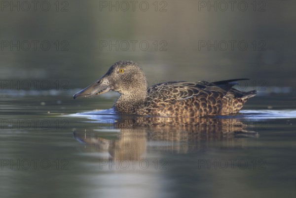 Australasian Shoveler (Spatula rhynchotis) female, Victoria, Australia