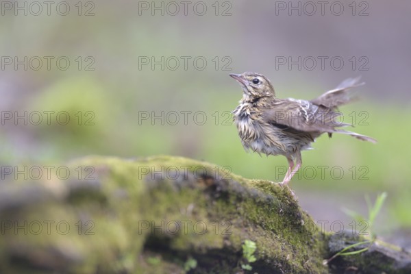 Tree Pipit (Anthus trivialis) perched on the ground, Netherlands
