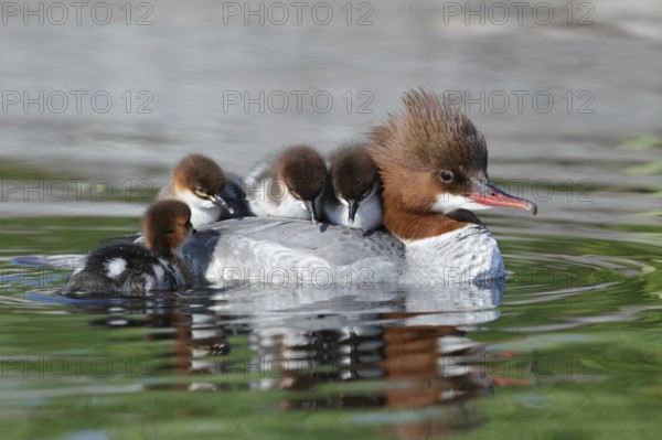 Common Merganser (Mergus merganser) female with chicks, Bavaria, Germany