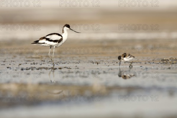 Pied Avocet (Recurvirostra avosetta) chick, Castile-La Mancha, Spain