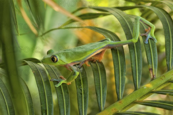Blue-sided tree or yellow-eyed leaf frog (Agalychnis annae), highly endangered species endemic to Costa Rica
