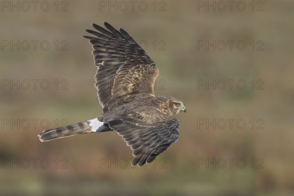 Hen Harrier (Circus cyaneus) female flying, California, USA