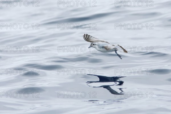 Fairy Prion (Pachyptila turtur) flying, Victoria, Australia