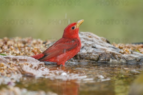 Summer Tanager (Piranga rubra) male at a waterhole, Texas, USA