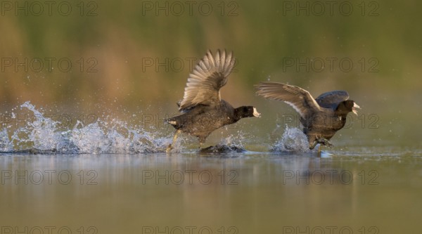 American Coot (Fulica americana) fighting, British Columbia, Canada