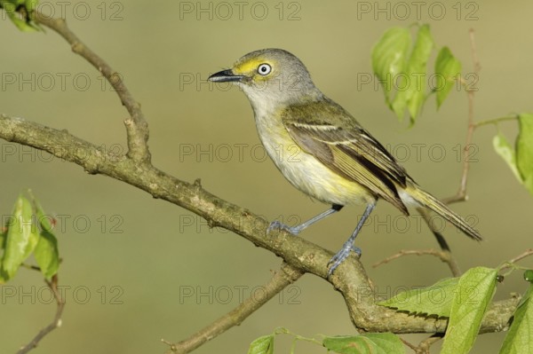 White-eyed Vireo (Vireo griseus), Texas, USA
