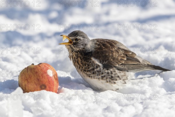 Wacholderdrossel frisst Apfel