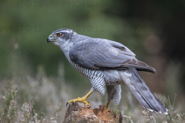 Northern Goshawk (Accipiter gentilis) male, Netherlands