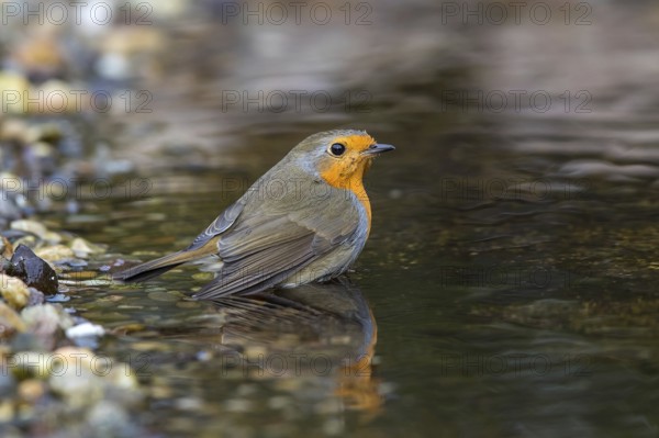 European Robin (Erithacus rubecula) bathing in a garden pond, Mecklenburg-Western Pomerania, Germany