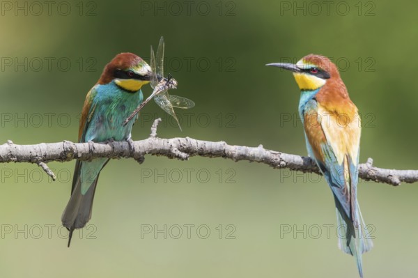 European Bee-eater (Merops apiaster) pair displaying, presentation of a Lesser emperor (Anax parthenope) as bridal gift, Subotica, Serbia