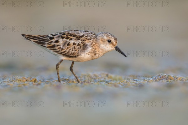 Little Stint (Calidris minuta) foraging, Poland