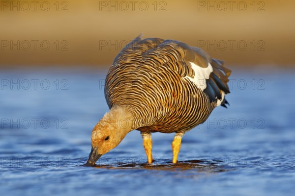 Goose in the water, Chloephaga hybrida, Kelp goose, is a member of the duck, goose. It can be found in the Southern part of South America; in Patagonia, Tierra del Fuego, and the Falkland Islands