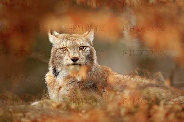 Lynx in orange autumn forest. Wildlife scene from nature. Cute fur Eurasian lynx, animal in habitat. Wild cat from Germany. Wild Bobcat between the tree leaves. Close-up detail portrait