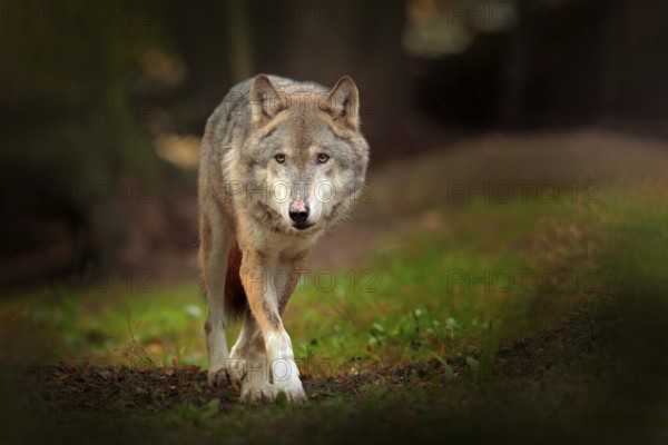 Gray wolf, Canis lupus, in the spring light, in the forest with green leaves. Wolf in the nature habitat. Wild animal in the orange leaves on the ground, Germany. European wildlife nature