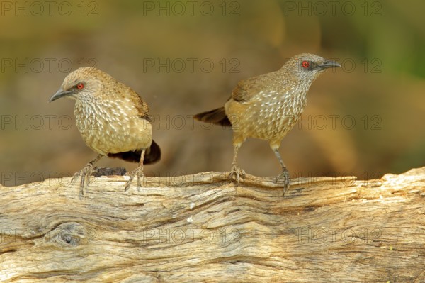 Arrow-marked Babbler, Turdoides jardineii, detail of exotic grey African bird with red eye in the nature habitat, Botswana, Africa. Pair of bird with red eyes, sitting on the tree trunk. Africa
