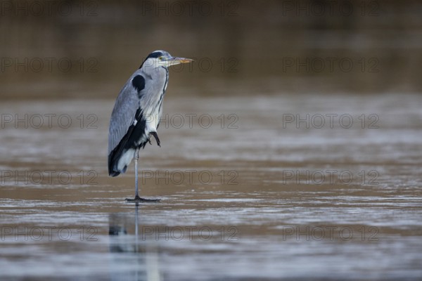 Grey heron (Ardea cinerea) Germany