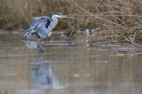 Grey heron (Ardea cinerea) Germany