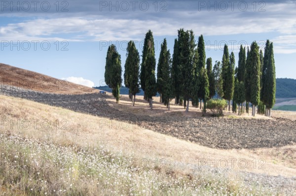 Tuscan landscape, cypresses (Cupressus) Toscana, Italy