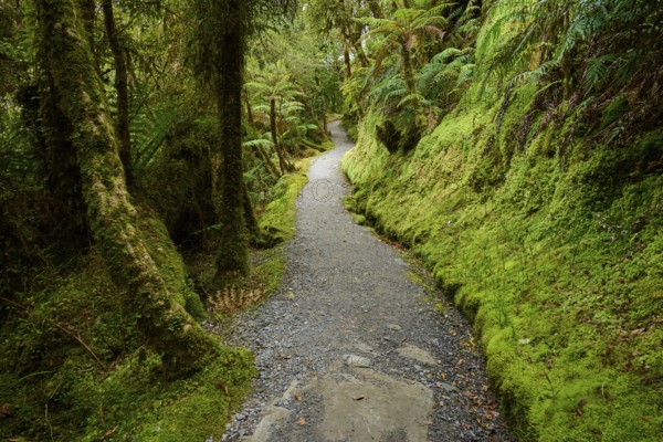 A natural forest path leads through lush greenery and moss-covered trees, summer, Lake Matheson, Fox Glacier, South Island, New Zealand